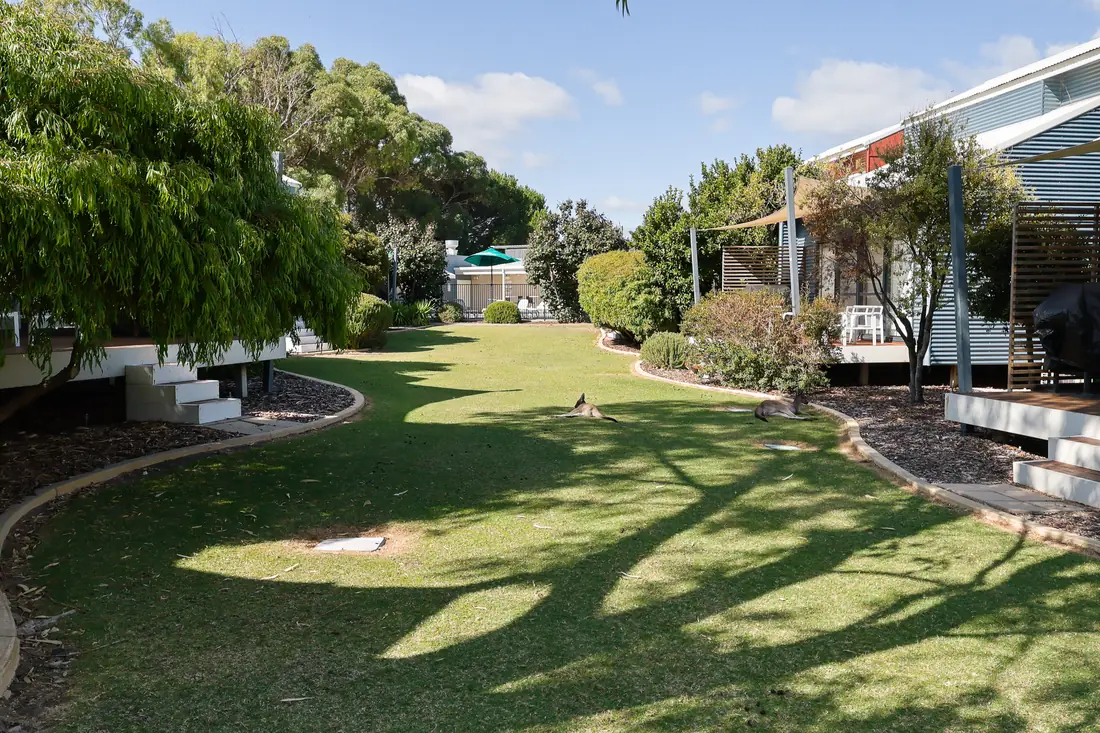 Kangaroos resting on the lawn between the units, with the pool beyond