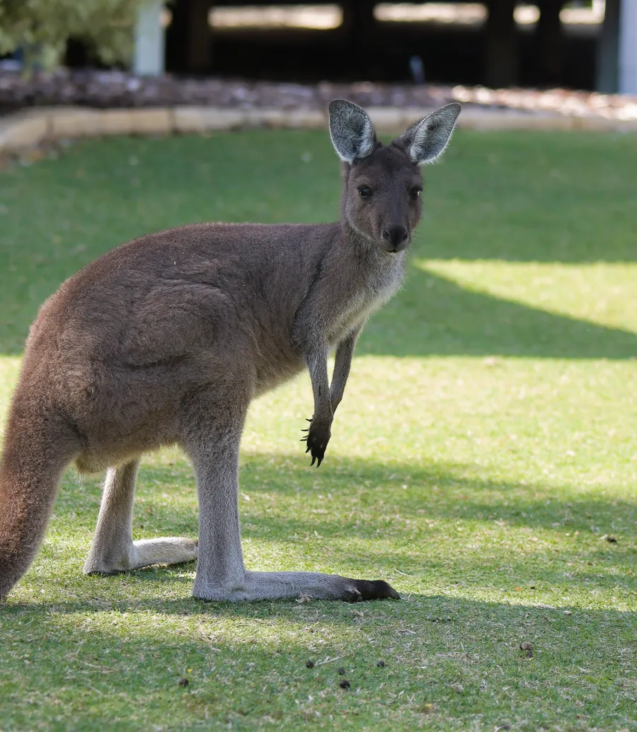 A kangaroo on the lawn in the grounds at Footprints, Preston Beach