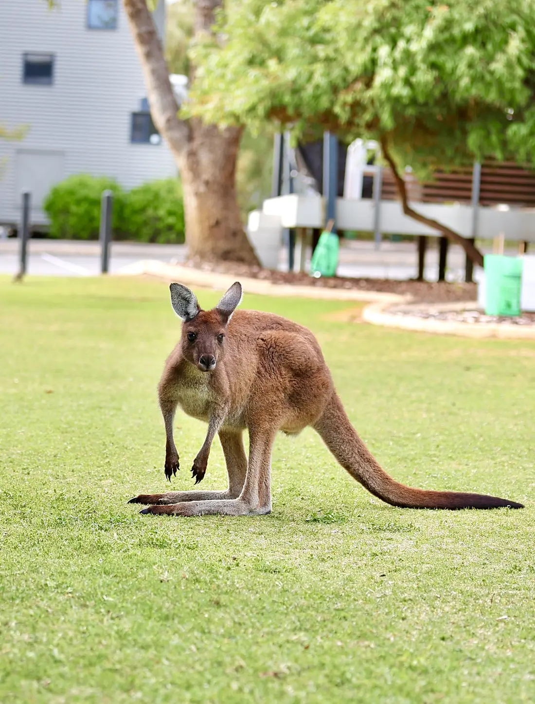 Kangaroo on the lawn in the resort grounds