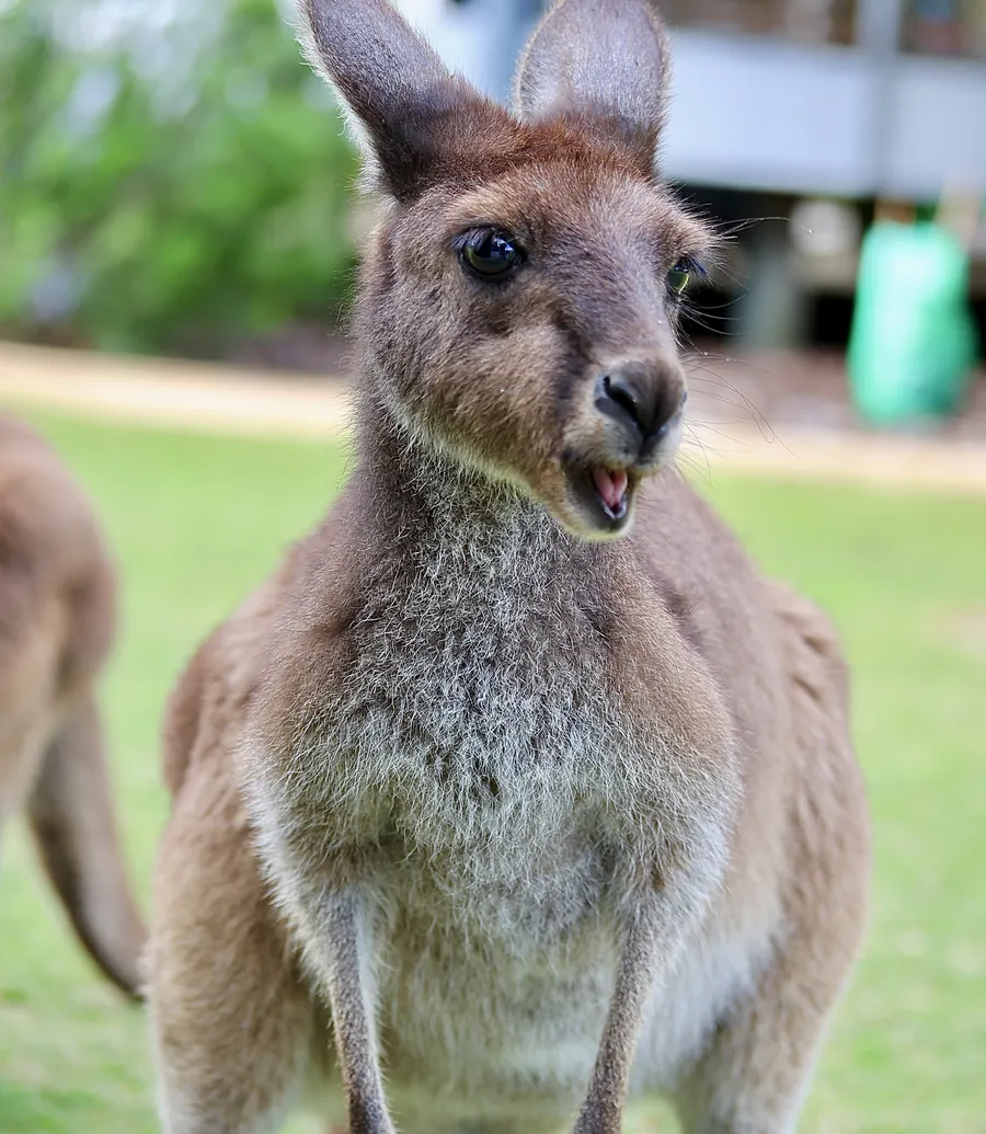A kangaroo grazing on the lawn in the grounds at Footprints, Preston Beach